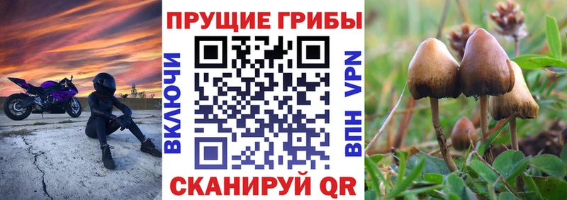 мега как войти  Касимов  Псилоцибиновые грибы MAGIC MUSHROOMS 